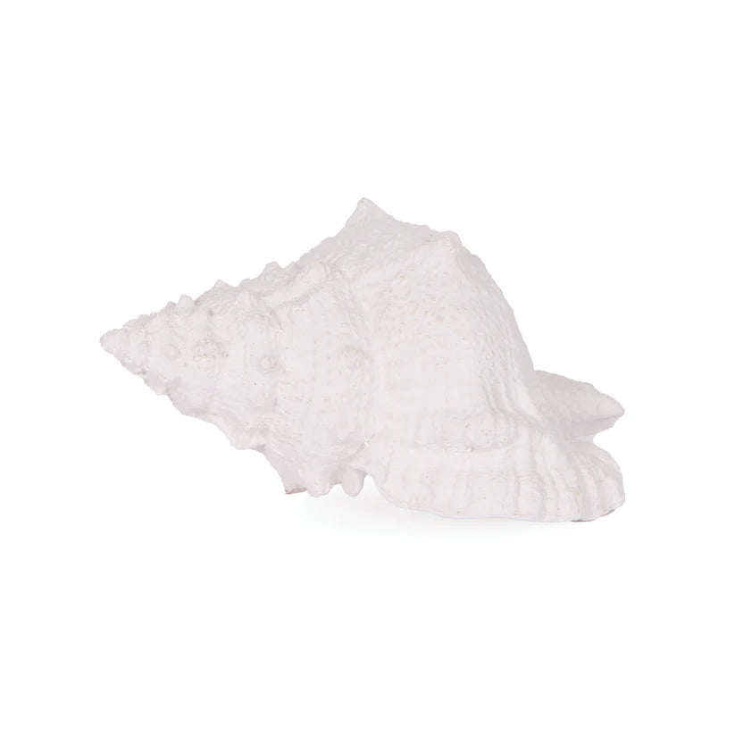 WHITE LARGE CONCH SHELL