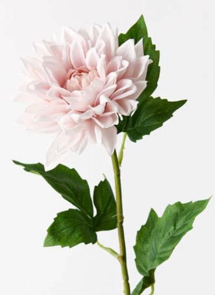 dahlia soft pink