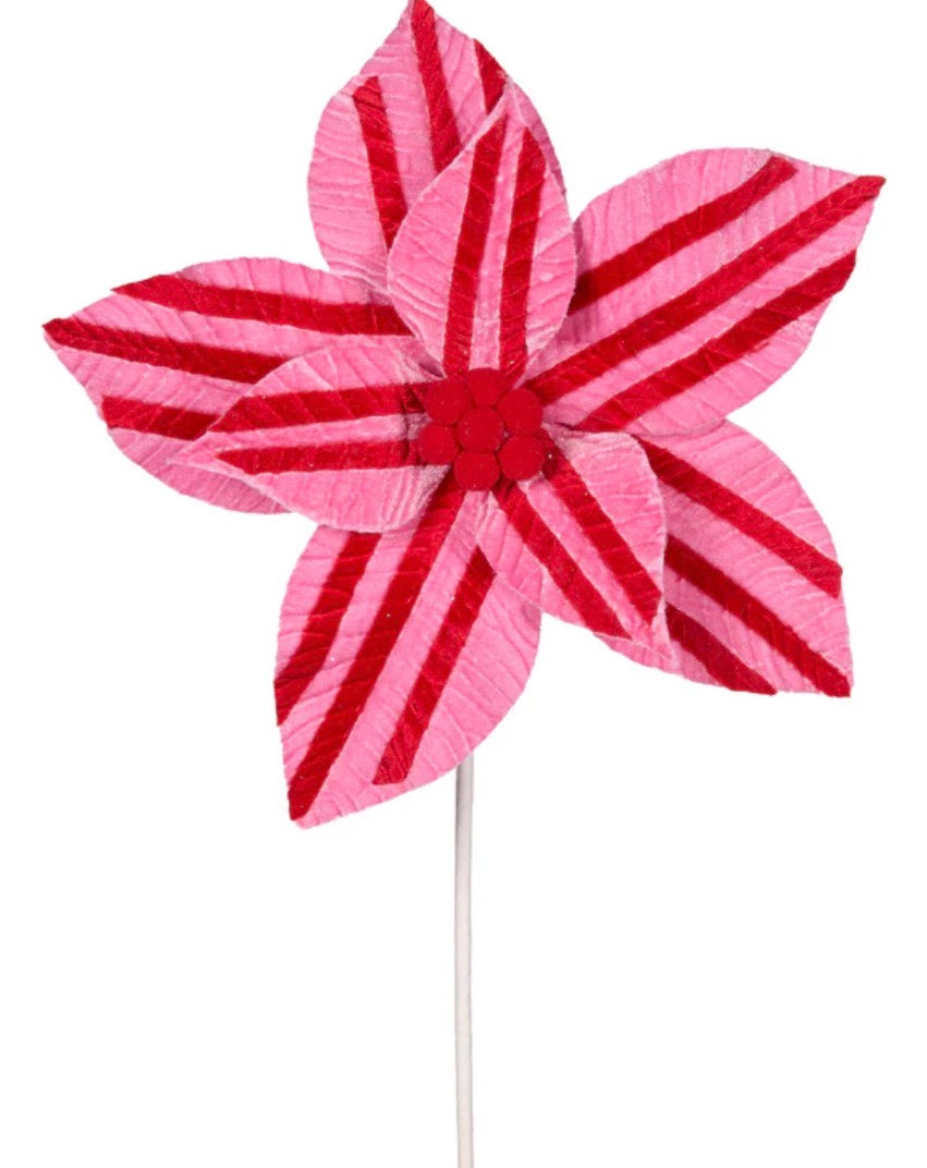 Pink and Red Stripe Poinsettia
