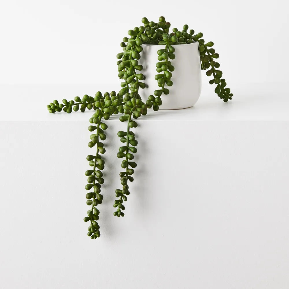 String Pearls in Pot