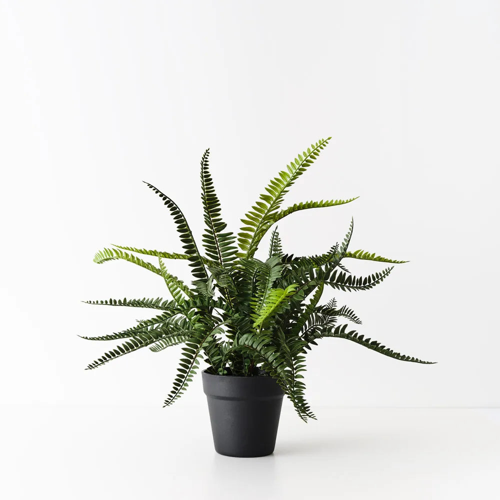 Fern Boston Plant