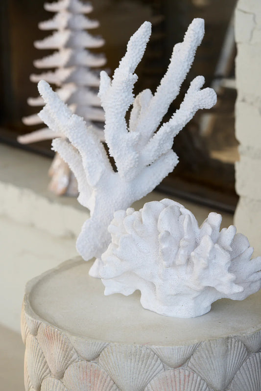 WHITE STAGHORN CORAL