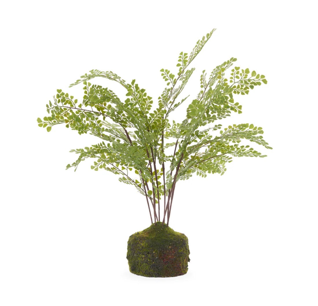 Mossy Maiden Hair Fern 51cm