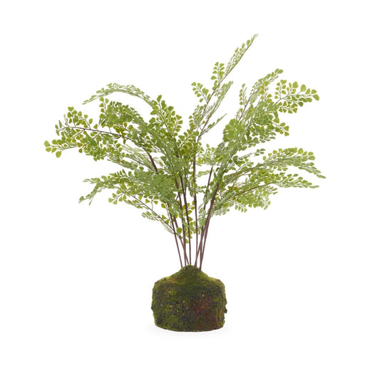 Mossy Maiden Hair Fern 51cm