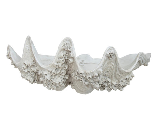 Bligh Resin White Barnicle Clam Shell