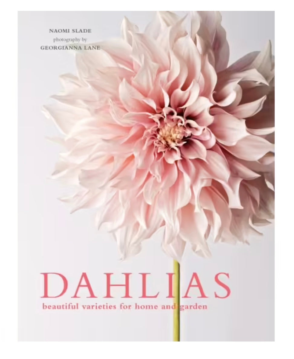 Dahlias