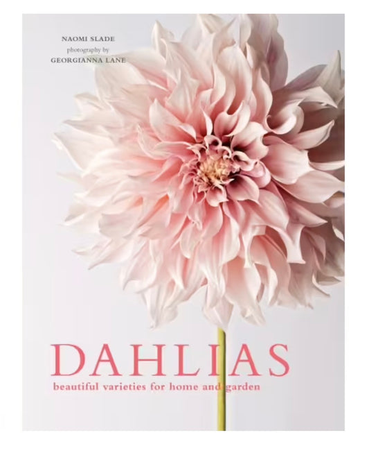Dahlias