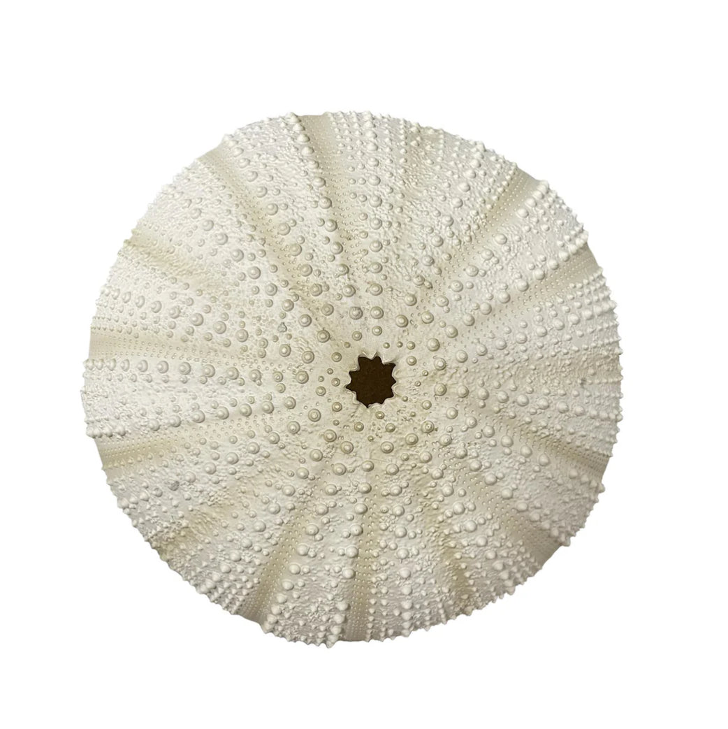 Villory Ceramic Urchin W/Hook Sml