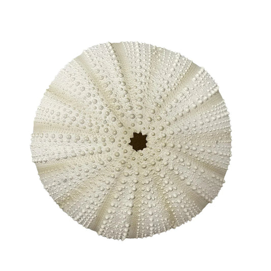 Villory Ceramic Urchin W/Hook Sml
