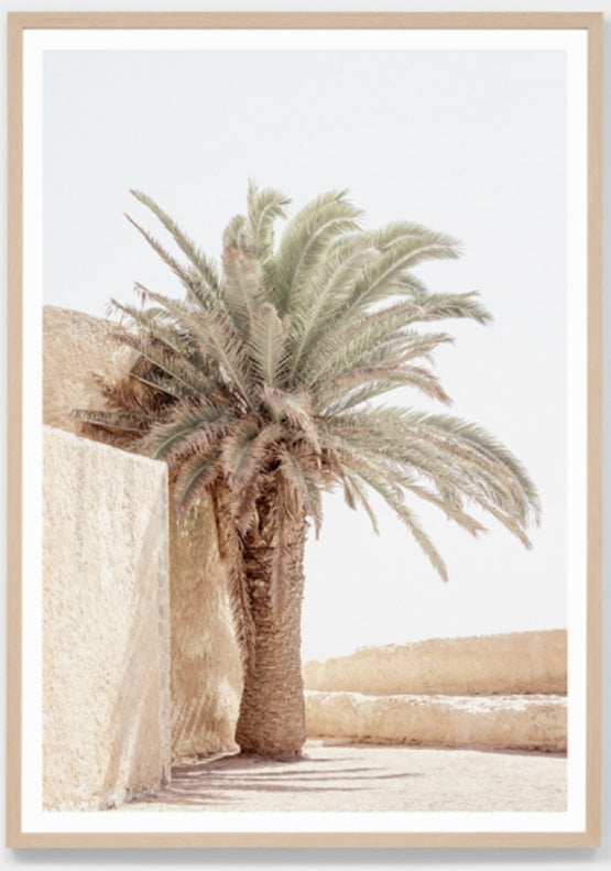 ANCIENT CITY PALM