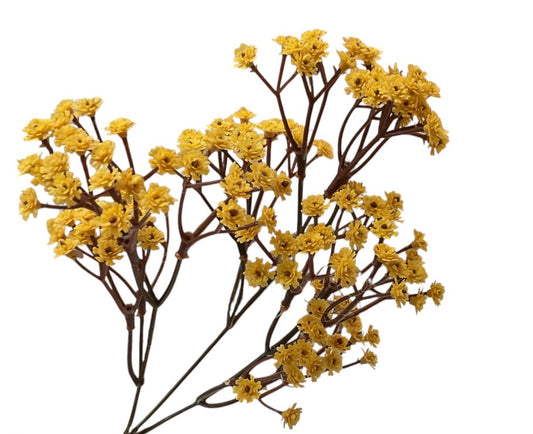 DRIED BABYS BREATH