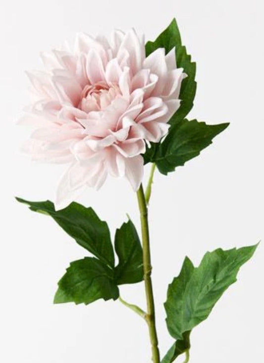 dahlia soft pink