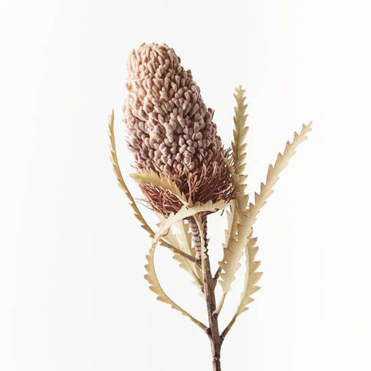 Banksia Acorn coffee