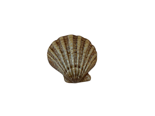 OCTAVIA CEREMATIC PLATE SHELL