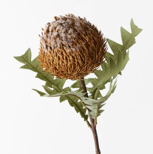 Banksia Acorn coffee