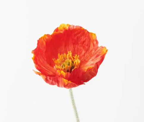 Poppy Iceland
