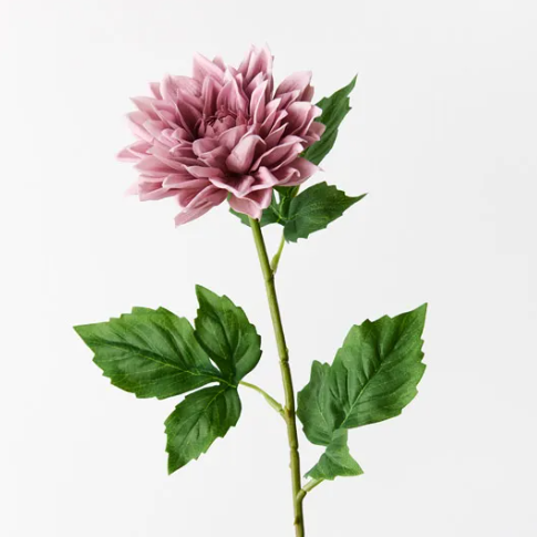 Dahlia Dusty Pink