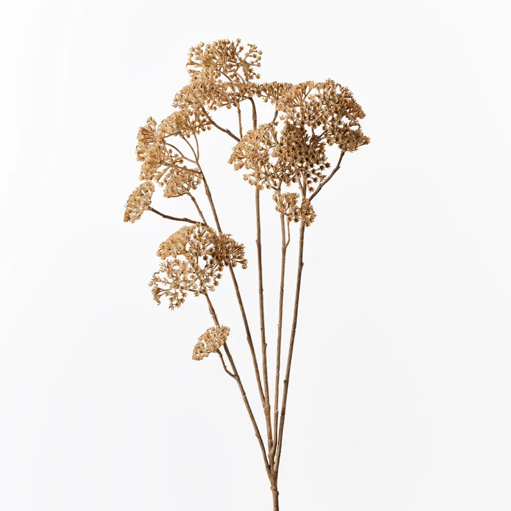 Achillea Spray