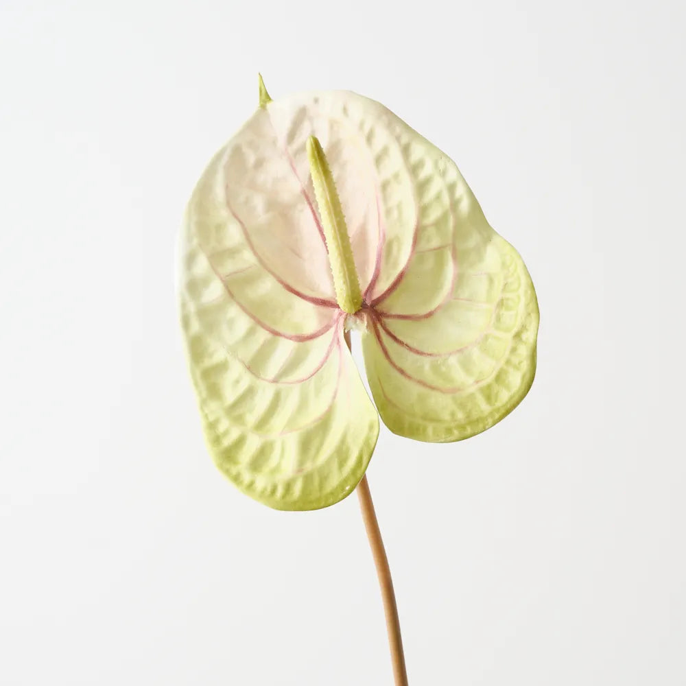 Anthurium