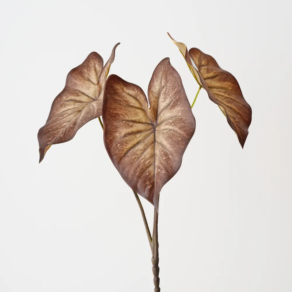 Caladium Leaf Bush