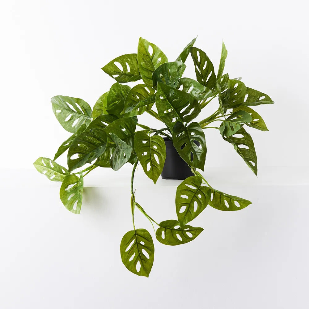Monstera Adansonii Hanging Bush in Pot