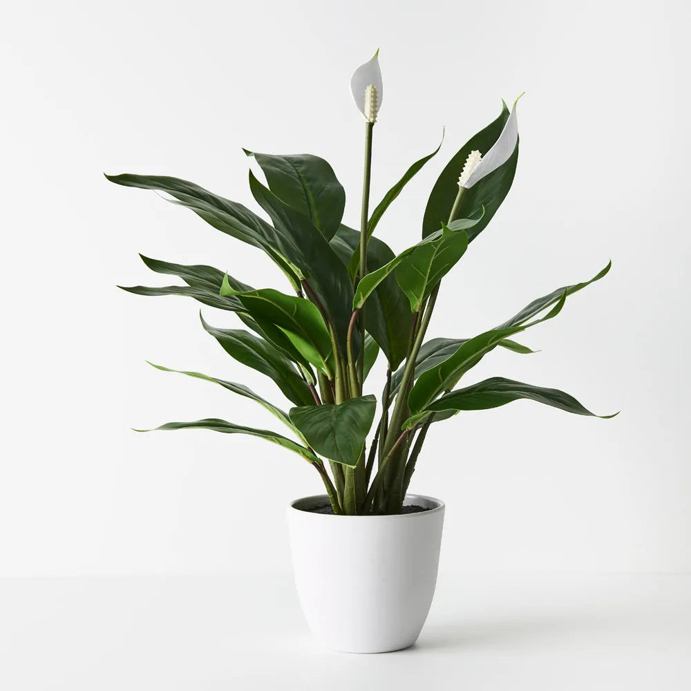 Peace Lily  50cm