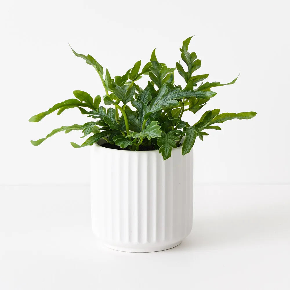 kangaroo fern in pot 19cm