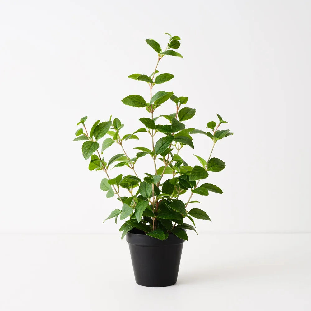 Mint plant