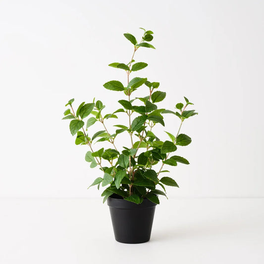 Mint plant
