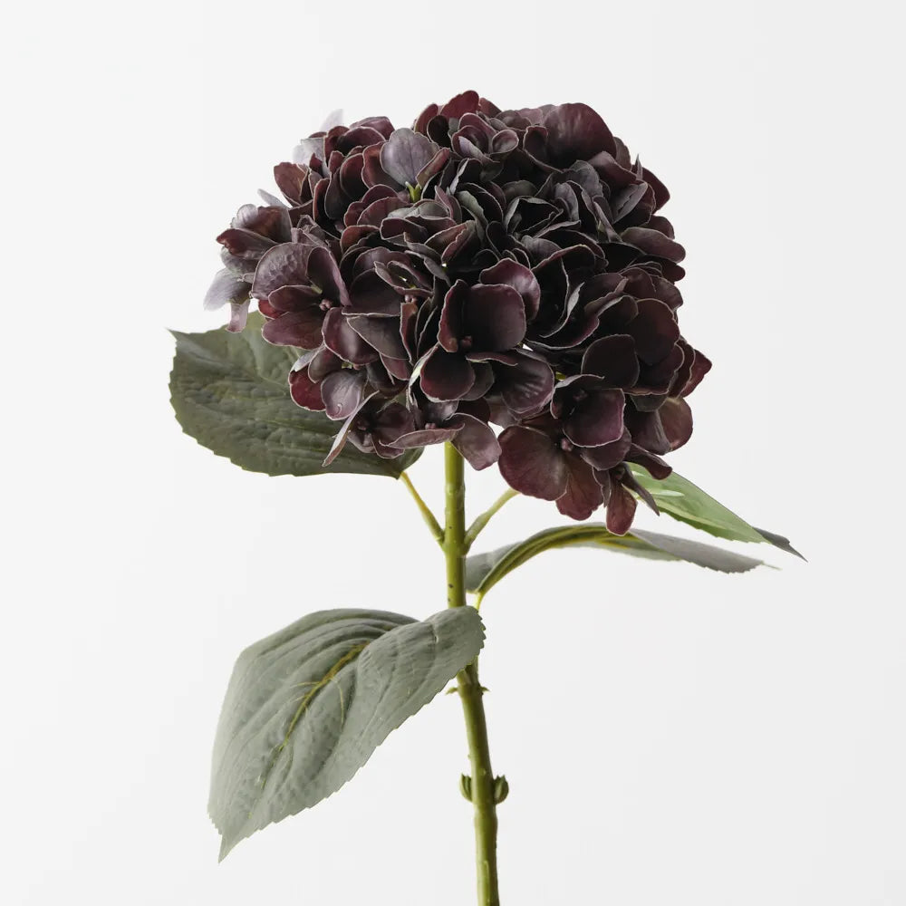 Hydrangea